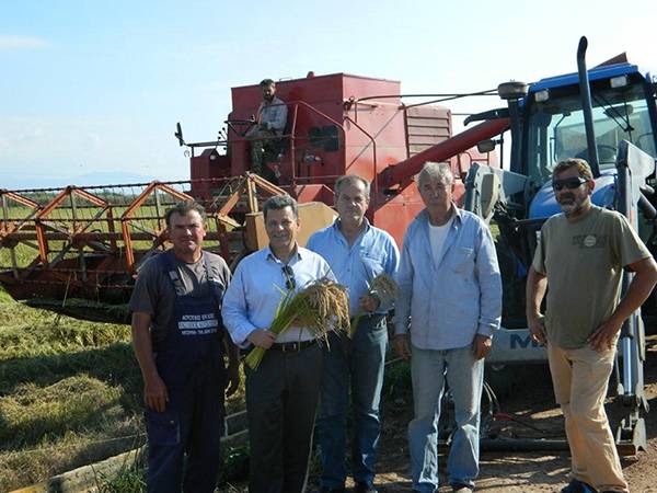 Μόνο 500 στρέμματα ρύζι καλλιεργούνται στον κάμπο