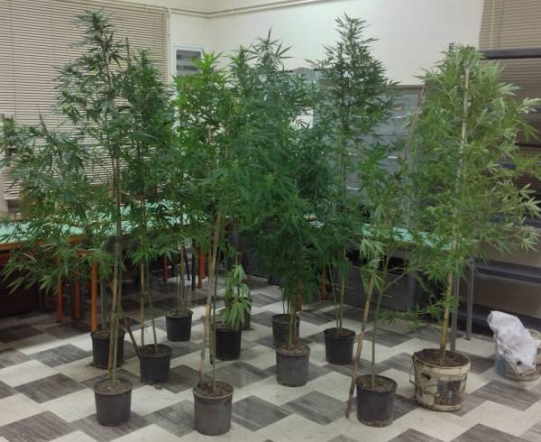 Δύο συλλήψεις για χασισοφυτεία στη Συκιά Μολάων