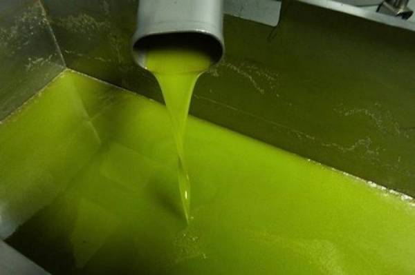 Μεσσηνία: Απάντηση Κυριακόπουλου για το αγουρέλαιο