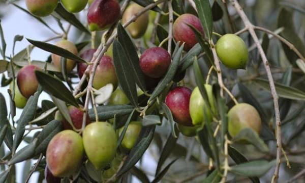 Δολωματικοί ψεκασμοί για δάκο στην Τριφυλία