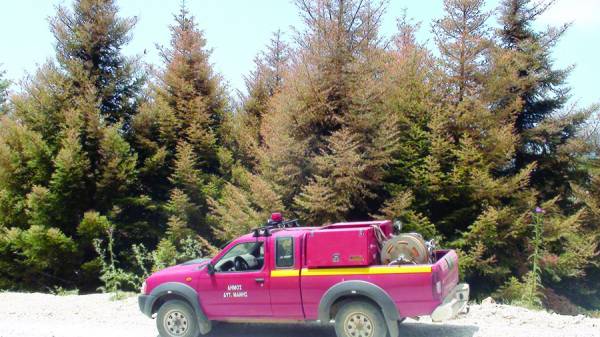 Ξεραίνονται τα έλατα στο δάσος της Βασιλικής