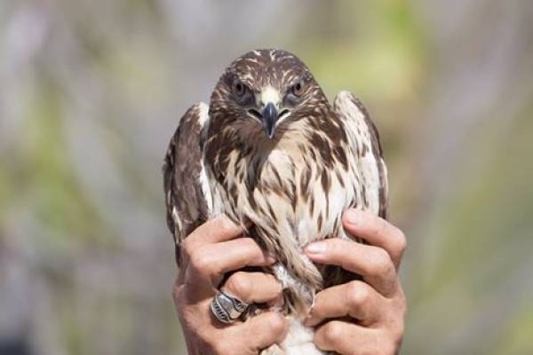 Δύο γερακίνες απελευθερώνονται στη Σπάρτη