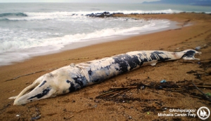 Τεράστια πτεροφάλαινα νεκρή στην Κυπαρισσία