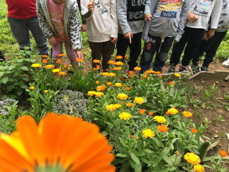 Δημιουργία σχολικών κήπων αειφορίας