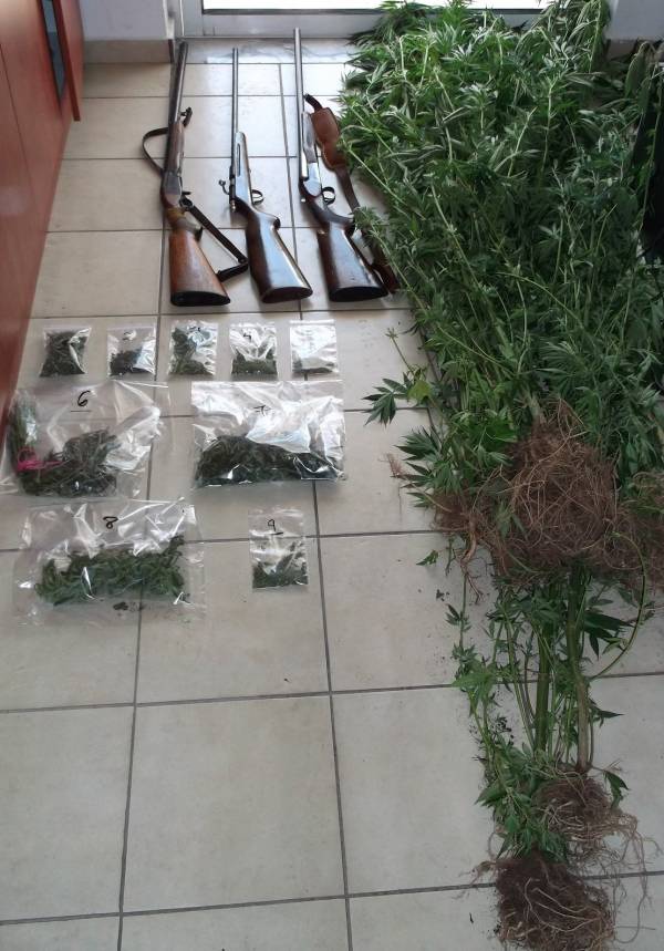 Συνελήφθη 56χρονος στις Καρυές Λακωνίας για χασισοκαλλιέργεια και όπλα