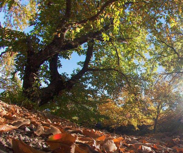 Ξεραίνονται τα πλατάνια σε Νέδοντα και Νέδουσα