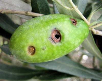 Ο δάκος κατέστρεψε φέτος την παραγωγή ελαιόλαδου στην Κρήτη