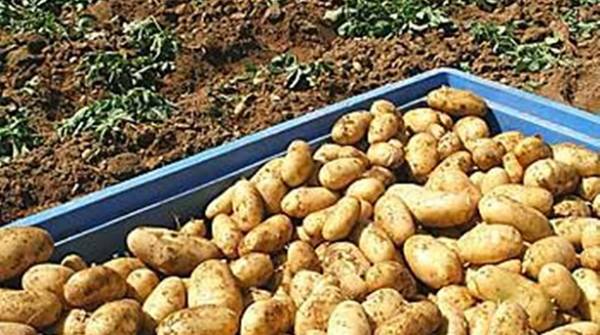 Οδηγίες για προετοιμασία του πατατόσπορου