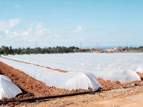 Σε πλήρη εξέλιξη η φύτευση καρπουζιών