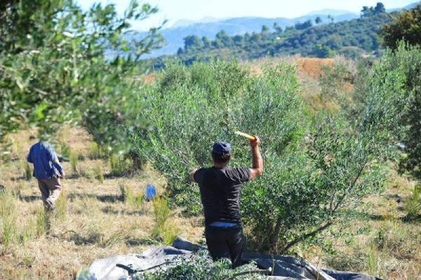 Πρόβλημα με εργάτες γης στην Τριφυλία - Ανησυχία για την συγκομιδή της παραγωγής