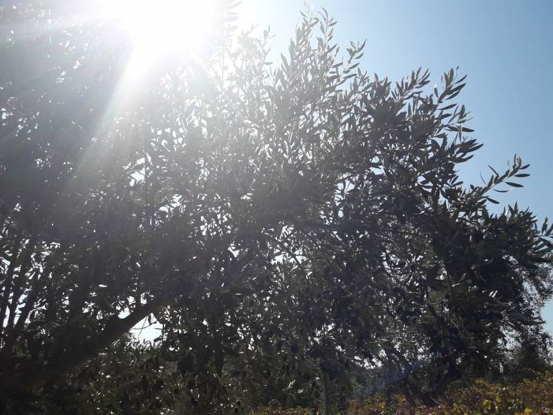 Πετράκος για δακοκτονία: Η τροπολογία δεν αθωώνει την κυβέρνηση