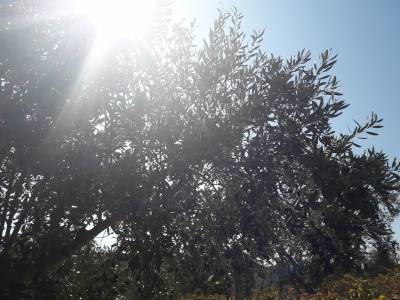 Πετράκος για δακοκτονία: Η τροπολογία δεν αθωώνει την κυβέρνηση