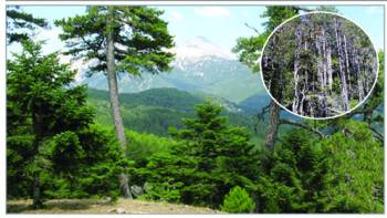 Ξεραίνονται τα έλατα στο δάσος της Βασιλικής