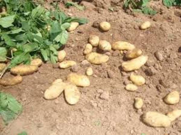 Σύσκεψη για την πατάτα