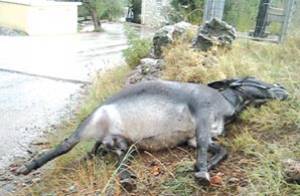 Κυνηγοί αγριογούρουνου σκότωσαν… γαϊδούρι