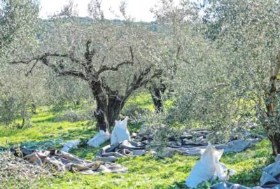 Άσχημα μηνύματα από την Τριφυλία: Μειωμένη στο μισό η ελαιοπαραγωγή