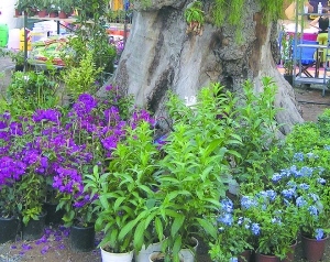 Απόψε στο Πάρκο Σιδηροδρόμων: Εγκαίνια της Δημοτικής Ανθοκομικής Εκθεσης