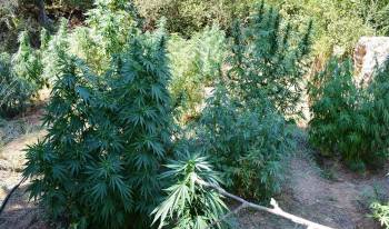 Δύο χασισοφυτείες με 79 δενδρύλλια στο Μίλα Μεσσηνίας