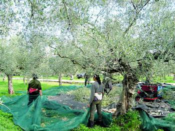 &quot;Μπλόκο&quot; επιδοτήσεων για οφειλές στον ΟΓΑ