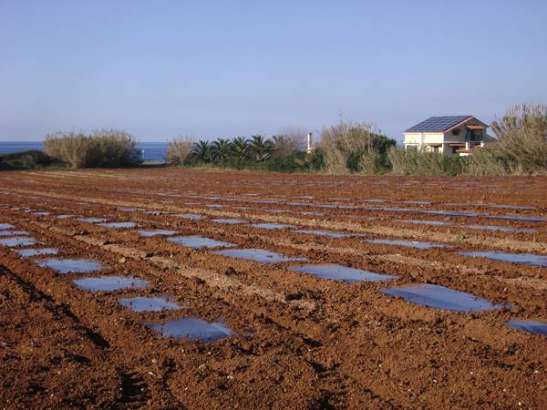 Προετοιμασίες στην Τριφυλία για την καλλιέργεια καρπουζιού