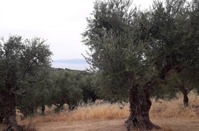 “Εξετάζεται ενίσχυση για τις ελιές” ενημέρωσε ο Βορίδης