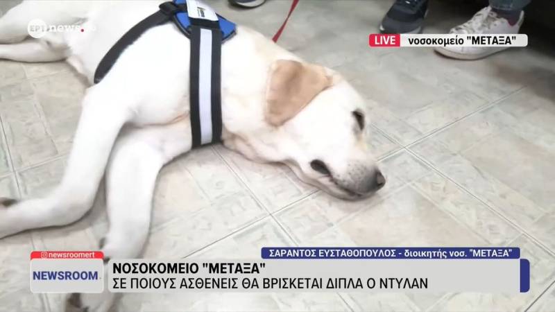 Νοσοκομείο Μεταξά: Πώς ο σκύλος θεραπείας «Ντύλαν» αλλάζει την εμπειρία των ασθενών