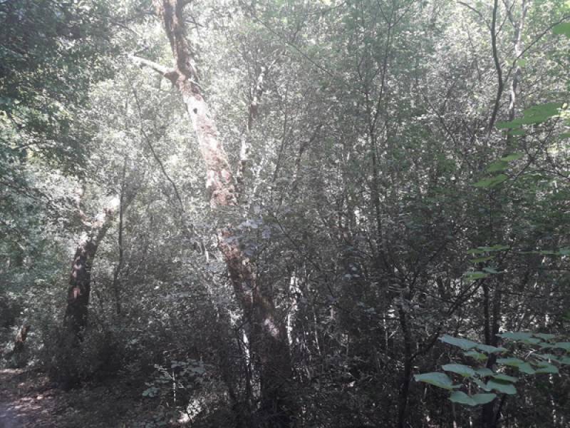 Συνάντηση για τη διαχείριση των δασικών οικοσυστημάτων