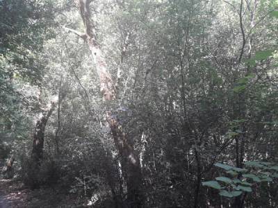 Συνάντηση για τη διαχείριση των δασικών οικοσυστημάτων