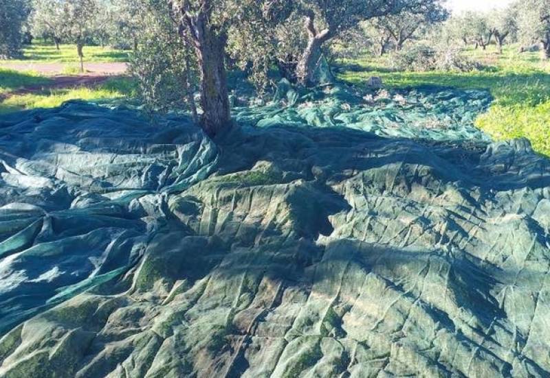 Στήριξη των ελαιοπαραγωγών ζητεί ο Αγροτικός Σύλλογος Χανδρινού