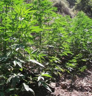 80 “ορφανά” χασισόδεντρα σε φυτεία στην Ελληνοεκκλησιά Μεσσηνίας