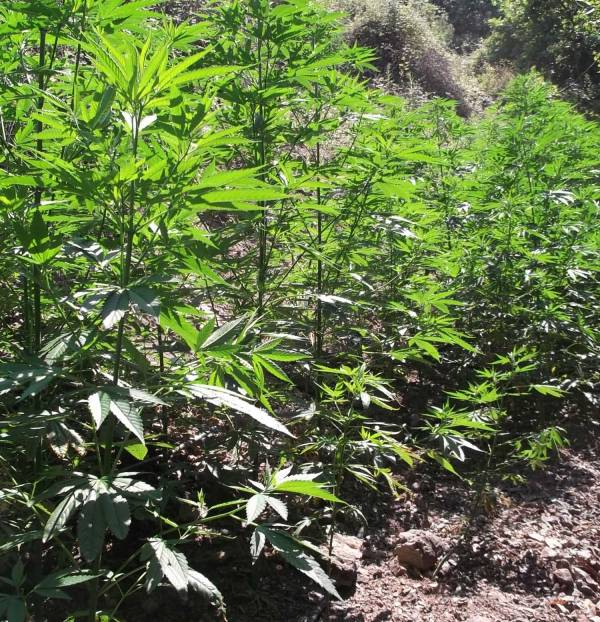 80 “ορφανά” χασισόδεντρα σε φυτεία στην Ελληνοεκκλησιά Μεσσηνίας