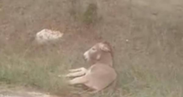 Ο φόνος και ο βασανισμός ζώου είναι κακούργημα