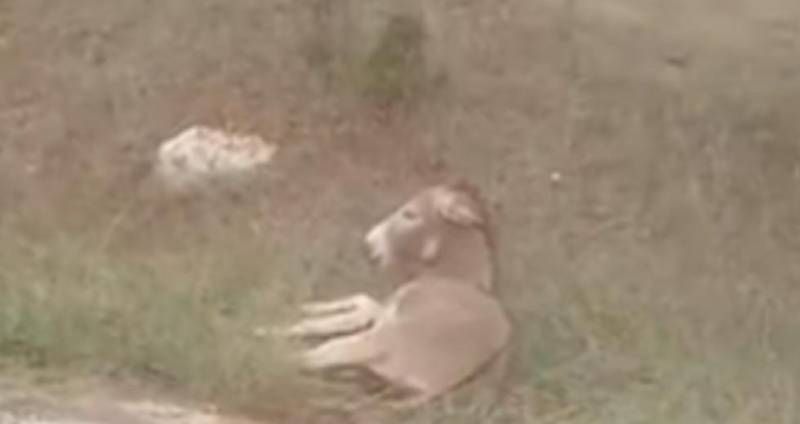 Ο φόνος και ο βασανισμός ζώου είναι κακούργημα