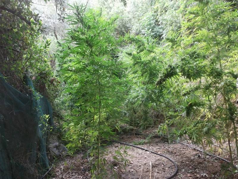 Μεσσηνία: "Ορφανή" χασισοφυτεία με 236 δενδρύλλια στη Λεύκη Γαργαλιάνων (φωτογραφίες)