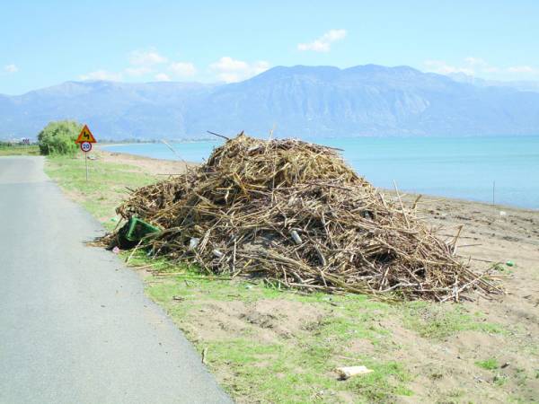 Σωροί καλαμιών στη Δυτική Παραλία