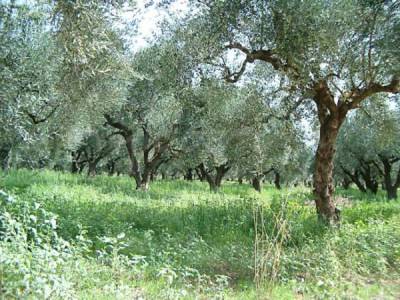 Νέες διευκρινίσεις για δασικούς χάρτες