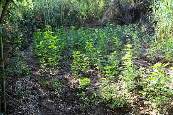 Μεσσηνία: Ελεύθεροι για τα 154 χασισόδεντρα στην Οιχαλία