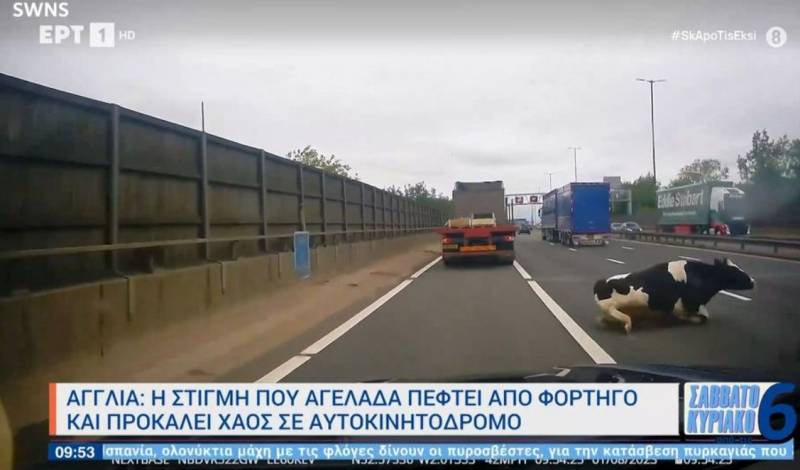 Αγγλία: Η στιγμή που αγελάδα πέφτει από φορτηγό και προκαλεί χάος σε αυτοκινητόδρομο (Βίντεο)