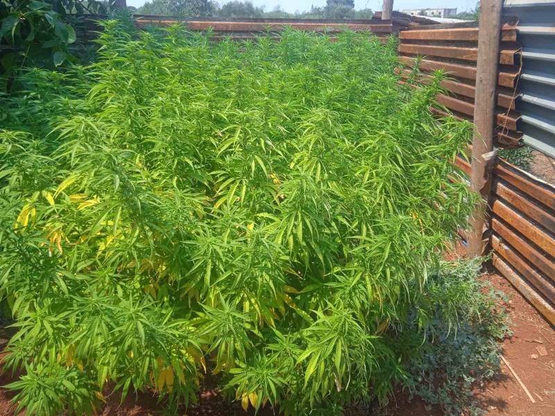 Μεσσηνία: Καλλιεργούσε χασίς στο Λιβάρτζι Γαργαλιάνων