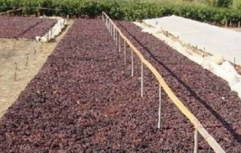 Ερώτηση Λαμπρόπουλου για απόσυρση σταφίδας