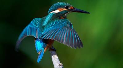 Αλκυονίδες ημέρες