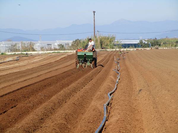 Γιατί φοβούνται τη ζημιά οι πατατοπαραγωγοί σε Μεσσήνη και Καλαμάτα