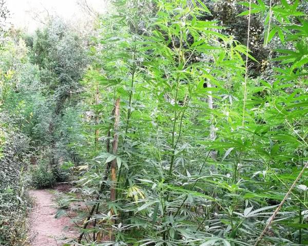 Τη βρήκαν αστυνομικοί στα Αλώνια: Φοβήθηκαν και άφησαν τη χασισοφυτεία με 170 δέντρα