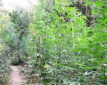 Τη βρήκαν αστυνομικοί στα Αλώνια: Φοβήθηκαν και άφησαν τη χασισοφυτεία με 170 δέντρα