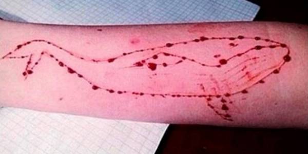 Παρέμβαση εισαγγελέα για την "Μπλε φάλαινα" στην Κυπαρισσία