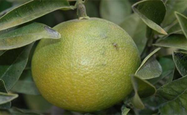 Οδηγίες αντιμετώπισης του ακάρεως στα εσπεριδοειδή