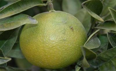 Οδηγίες αντιμετώπισης του ακάρεως στα εσπεριδοειδή