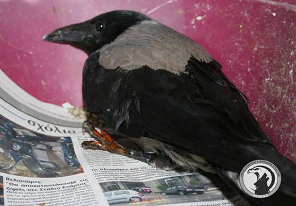 Περίθαλψη κουρούνας από τη Φλόκα Μεσσηνίας