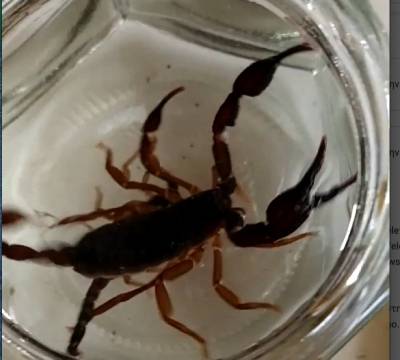 Μεσσηνία: Δύο μεγάλοι σκορπιοί στα Αλτομιρά Δυτικής Μάνης (βίντεο)