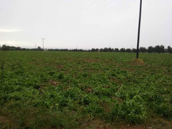 Τριφυλία: Μικρά προβλήματα από τον παγετό στις καλλιέργειες